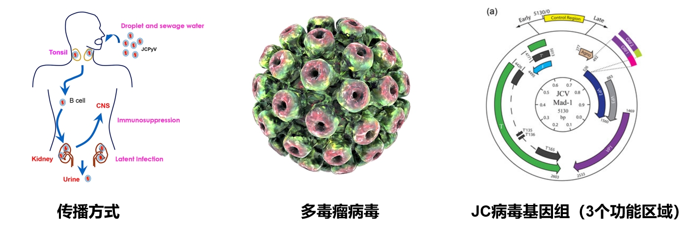 JCV流行病学.png